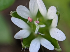 Stellaria media