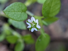 Stellaria media
