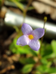 Houstonia pusilla