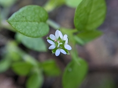 Stellaria media
