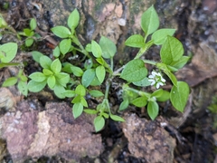 Stellaria media