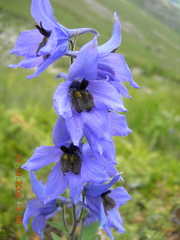 Delphinium caucasicum