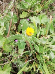 Calendula arvensis