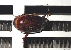 Phyllophaga rugosa