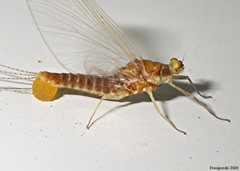 Ephemerella invaria