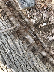 Toxicodendron radicans