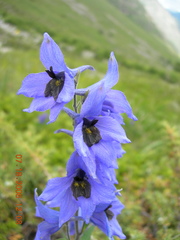 Delphinium caucasicum