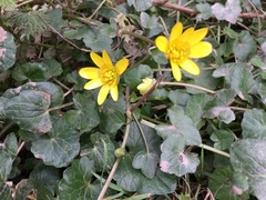Ficaria verna