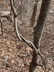 Celastrus orbiculatus