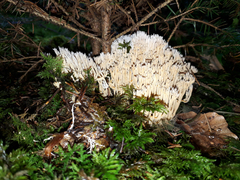 Ramaria gracilis