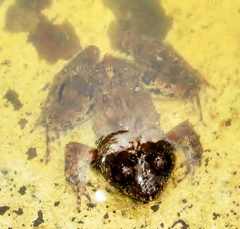 Phrynobatrachus natalensis