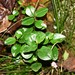 Peperomia borbonensis - Photo (c) CORDENOS Thierry, some rights reserved (CC BY-NC), uploaded by CORDENOS Thierry
