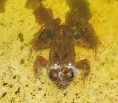 Phrynobatrachus natalensis