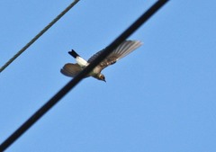 Stelgidopteryx serripennis ridgwayi