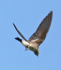 Stelgidopteryx serripennis ridgwayi