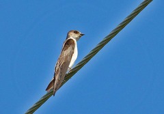 Stelgidopteryx serripennis ridgwayi