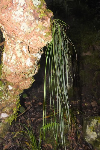 Vittaria image