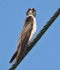 Stelgidopteryx serripennis ridgwayi