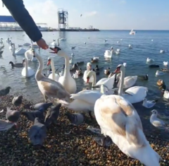 Columba livia domestica