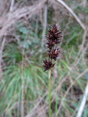 Carex muricata