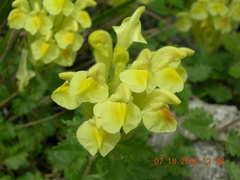 Scutellaria orientalis