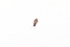 Taphropeltus nervosus