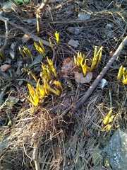 Narcissus pseudonarcissus