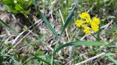 Lomatium foeniculaceum