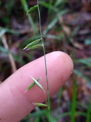Melica mutica