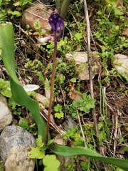 Bellevalia trifoliata