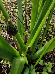 Bellevalia trifoliata