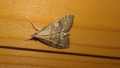 Udea fulvalis