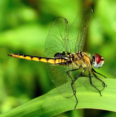 Urothemis edwardsii