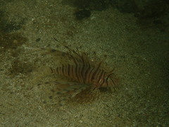 Pterois lunulata