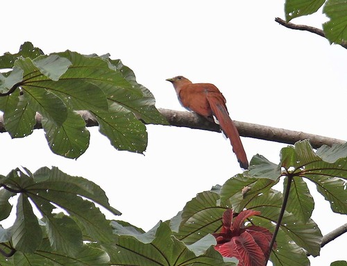 Mexican Squirrel-Cuckoo