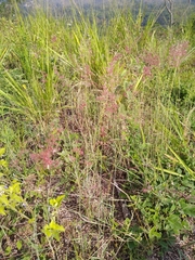 Melinis minutiflora