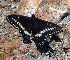Papilio indra