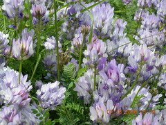 Astragalus captiosus