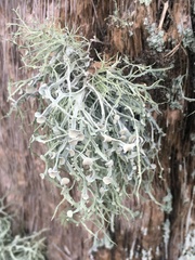 Ramalina stenospora