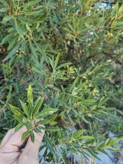 Searsia angustifolia