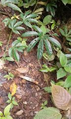 Passiflora serratodigitata