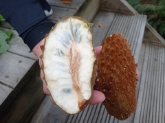 Annona cherimolioides