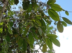 Annona cherimolioides
