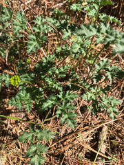 Lomatium parvifolium