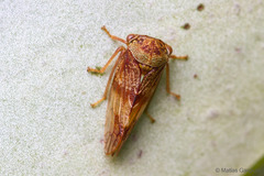 Melizoderidae