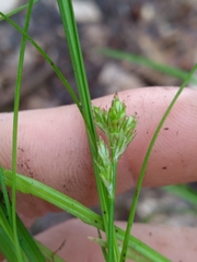 Carex floridana