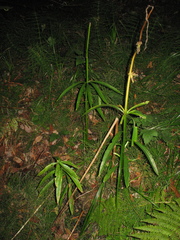Lilium pardalinum pardalinum