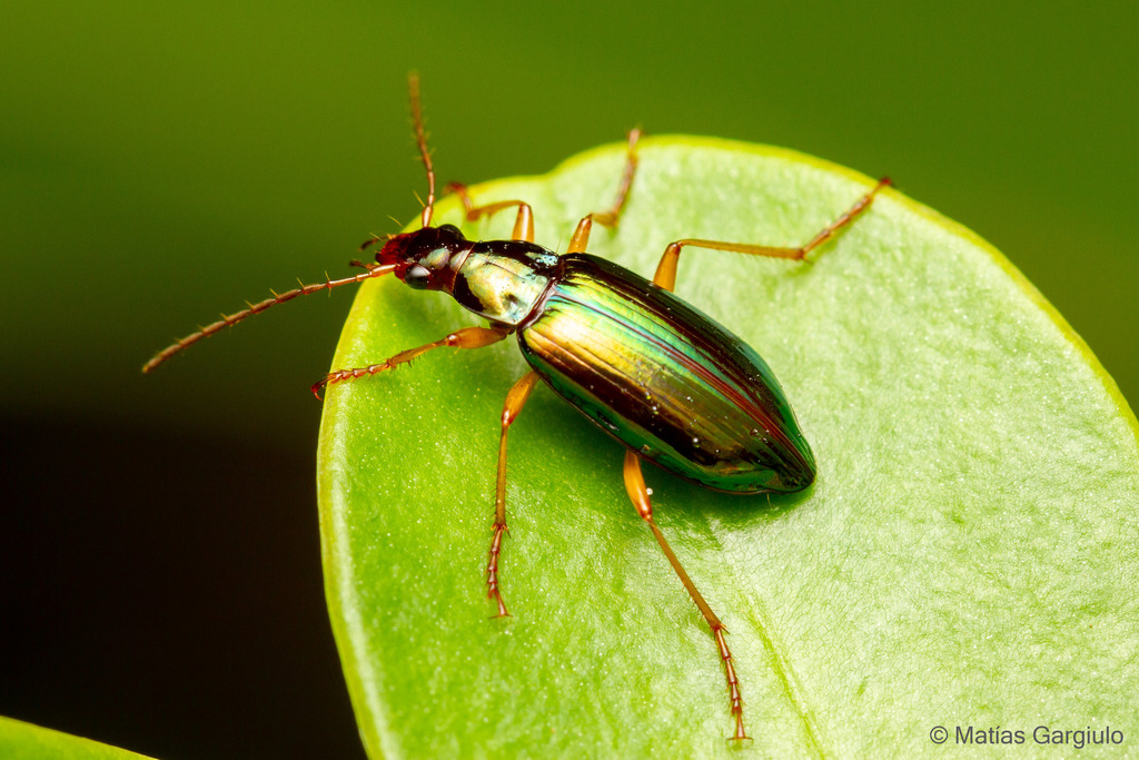 Abropus