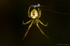 Allende nigrohumeralis