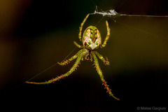 Allende nigrohumeralis